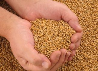 Registro dei cereali, l’industria contro l’emendamento che rafforza la trasparenza di filiera CEREALI