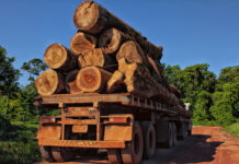 Legname illegale da foreste russe in vendita nelle catene di bricolage europee LEGNAME