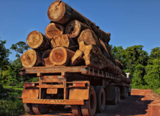Legname illegale da foreste russe in vendita nelle catene di bricolage europee LEGNAME