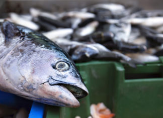Salmone sostenibile? Non proprio: Gmo Free Usa denuncia Aldi SALMONE ALLEVAMENTO