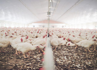 Benessere animale, Ciwf promuove Barilla e boccia Conad e Autogrill BENESSERE ANIMALE