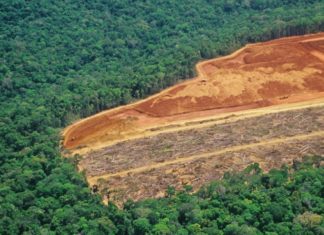 Solo l’1% delle big companies sta facendo qualcosa contro la deforestazione deforestazione