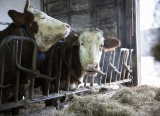 Maltrattamenti su animali d’allevamento, da oggi è possibile segnalarli on line MALTRATTAMENTI