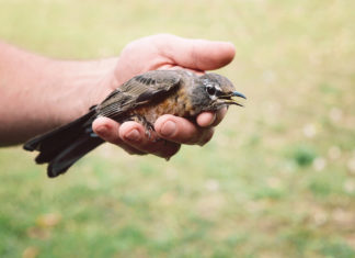 SOS Veleni: quando a mettere a rischio gli animali selvatici siamo noi VELENI