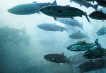 Wwf: le specie aliene di pesci e crostacei mette a rischio la biodiversità pesce