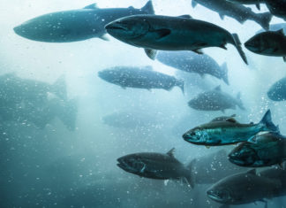 Wwf: le specie aliene di pesci e crostacei mette a rischio la biodiversità pesce