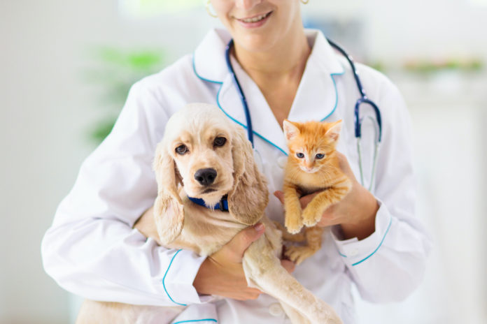 Vet with dog and cat. Puppy and kitten at doctor. BIG PHARMA
