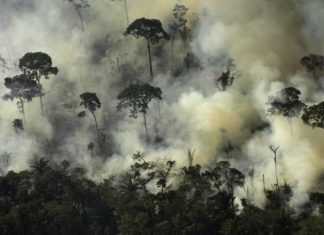 Deforestazione in Amazzonia e soia Ogm: la cortina fumogena dell’Ambasciata brasiliana DEFORESTAZIONE AMAZZONIA