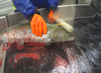 Salmoni, ecco cosa si nasconde dietro all’eccellenza made in Scozia SALMONI