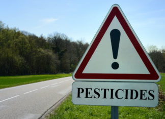 Patuanelli chiede deroghe per produrre più grano e mais. Verdi: “È via libera a aumento pesticidi” pesticidi