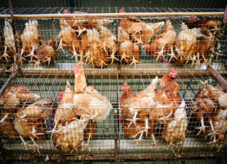 KFC e Pizza Hut non useranno più uova da galline in gabbia GALLINE IN GABBIA