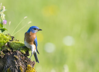 Ifad (Onu): Biodiversità fondamentale per combattere la fame