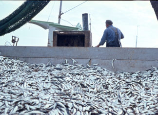 Anche la pesca intensiva distrugge il nostro ecosistema PESCA INTENSIVA