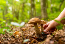Svizzera, i funghi sono ancora contaminati dalla radioattività di Chernobyl