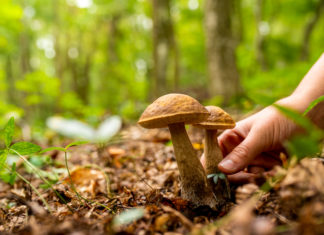 Svizzera, i funghi sono ancora contaminati dalla radioattività di Chernobyl