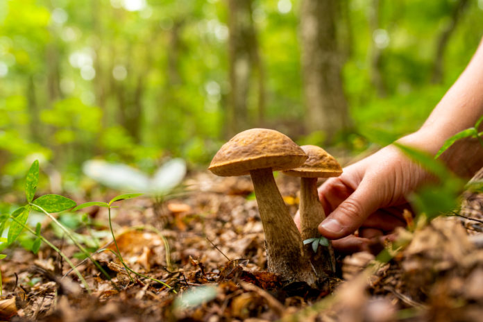 funghi