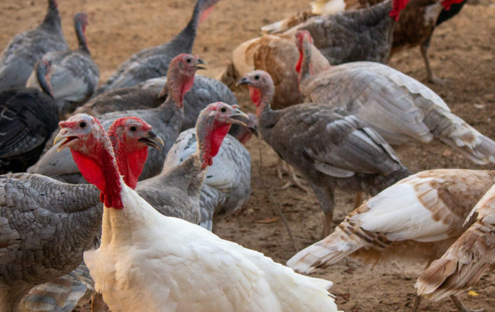 various turkey in a poultry farm in Qatar. INFLUENZA AVIARIA