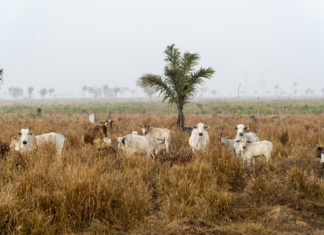 Auchan, Carrefour, Lidl: stop alla carne brasiliana da deforestazione CARNE DEFORESTAZIONE BRASILE