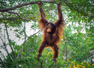 Olio di palma, così in Indonesia le aziende aggirano la stretta Ue sulla deforestazione INDONESIA DEFORESTAZIONE