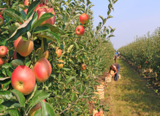Si chiude il processo sui pesticidi nei meleti in Alto Adige: vittoria per la libertà d’espressione MELE LAVORO NERO meleti