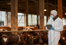 Antibiotici negli allevamenti, agricoltori inglesi fanno pressione sul governo contro regole più severe ANTIBIOTICI ALLEVAMENTI