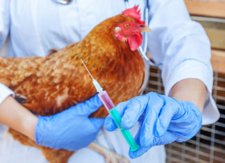 Aviaria, la Francia vaccinerà i polli. Una via possibile anche in Italia?