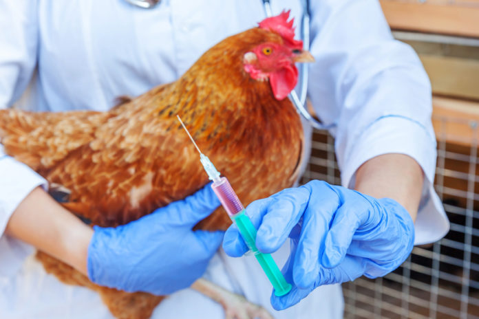 pollo veterinario vaccino