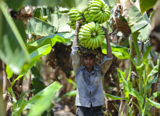 Banane, i produttori sudamericani contro Eurospin: “0,85 al kg? Insostenibile” BANANE