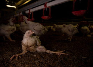 Maltrattamenti polli, sotto accusa azienda del veronese. Carrefour: “Non era nostro fornitore”