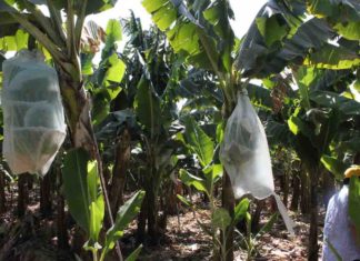 Banane, NaturaSì: “Vi spieghiamo da dove arriva lo spinosad” BANANE