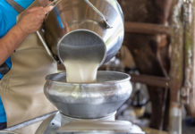Latte maltese nei formaggi italiani: scoperta maxi frode in Sicilia LATTE MALTESE FORMAGGI ITALIANI FRODE