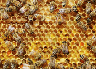 La Ue non riesce a vietare il Sulfoxaflor, il pesticida dannoso per le api neonicotinoidi
