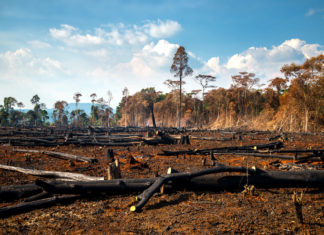 Condanna storica a un allevatore brasiliano per la deforestazione dell’Amazzonia DEFORESTAZIONE AMAZZONIA