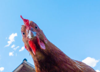 Uova bio, per la nuova etichetta Ue meno ecologiche di quelle in gabbia gallina pollo uova etichetta