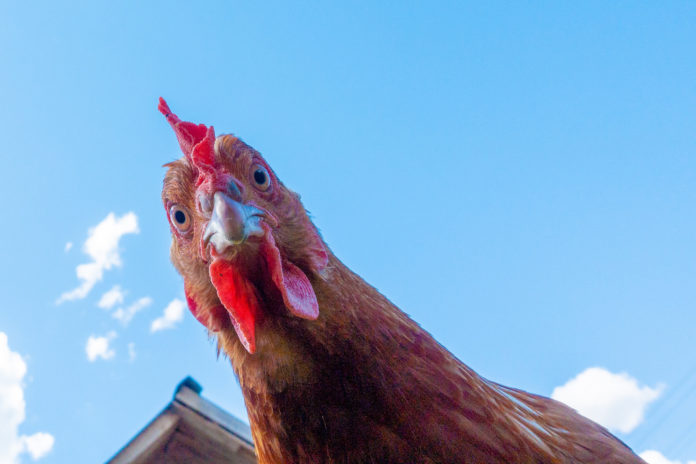 gallina pollo uova gallina pollo uova etichetta