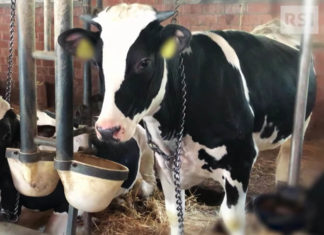 Mucche in catene, l’accusa di Rsi agli allevamenti del Parmigiano