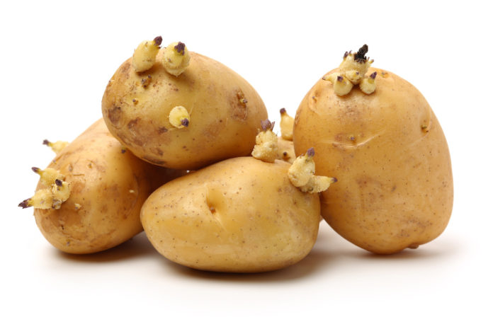 Old potatoes with sprouted shoots on a white background PATATE GERMOGLIATE