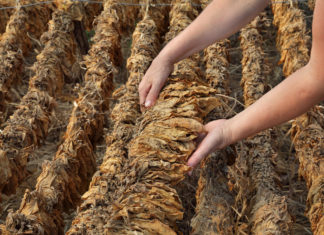 Tabacco, l’accordo da 100 milioni tra il Mipaaf e Philip Morris solleva polemiche tabacco