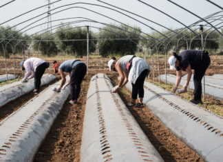 Fragole e sfruttamento, così le lavoratrici nelle serre del Sud subiscono ricatti e violenze