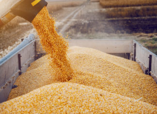 Grano, boom di import dalla Russia nonostante le sanzioni GRANO RUSSIA