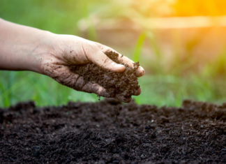 Ipa e oli minerali nel terriccio universale: il test svizzero terriccio
