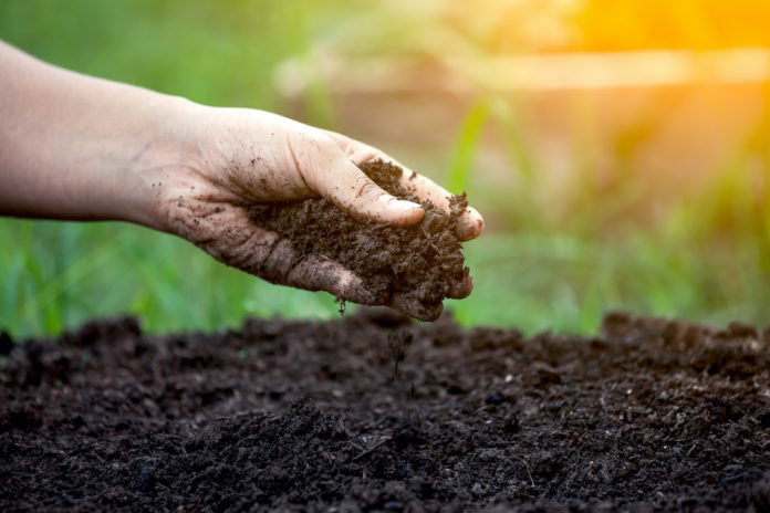Soil in hand for planting terriccio