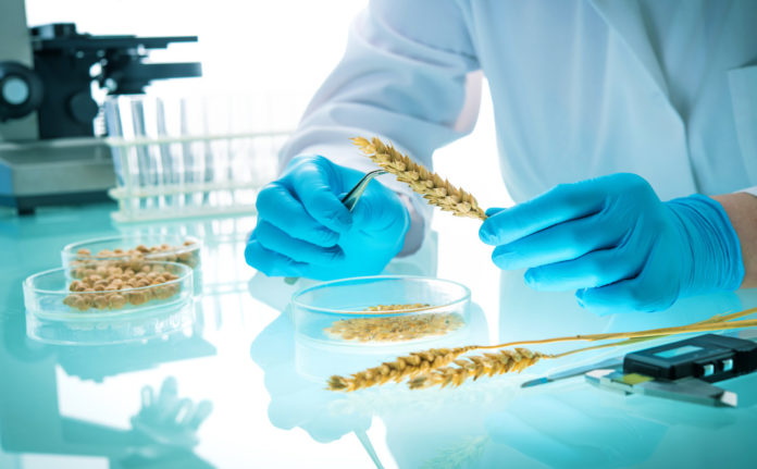 Researcher analyzing agricultural grains and legumes in the laboratory ogm