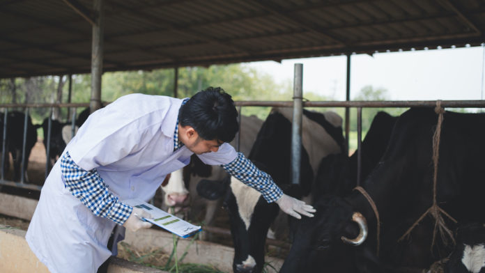 Veterinarian checking on his livestock and quality of milk in the dairy farm .Agriculture industry, farming and animal husbandry concept ,Cow on dairy farm eating hay,Cowshed. antibiotico-resistenza