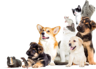Bonus animali domestici 2022: come ottenerlo BONUS ANIMALI DOMESTICI