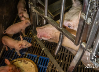 La sofferenza delle scrofe del prosciutto di Parma in un nuovo video del Ciwf prosciutto di Parma