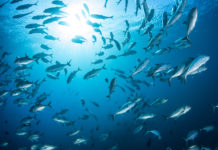 Cos’è l’acidificazione degli oceani e quali effetti provoca ACIDIFICAZIONE OCEANI