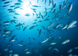 Cos’è l’acidificazione degli oceani e quali effetti provoca ACIDIFICAZIONE OCEANI