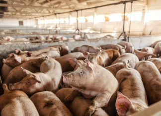 La Germania propone l’etichetta sul benessere animale per le carni di ristoranti e mense PESTE SUINA BENESSERE ANIMALE