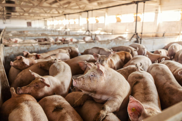 PESTE SUINA BENESSERE ANIMALE PESTE SUINA BENESSERE ANIMALE